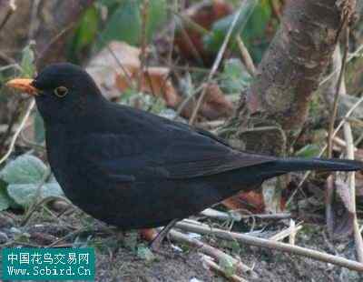 雀形目鸟类图谱大全：388张图！