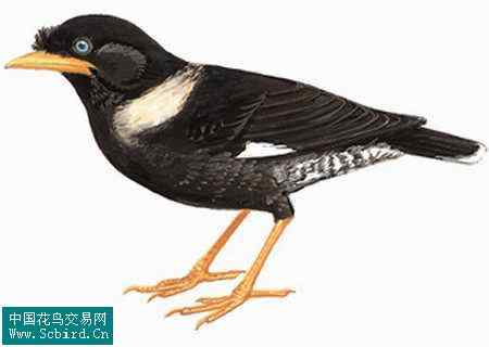 雀形目鸟类图谱大全：388张图！