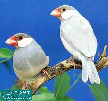 雀形目鸟类图谱大全：388张图！