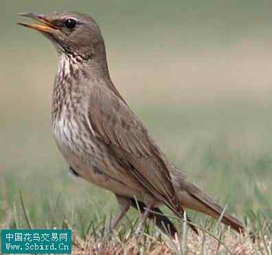 雀形目鸟类图谱大全：388张图！