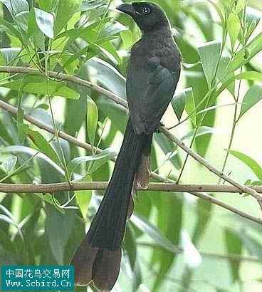 雀形目鸟类图谱大全：388张图！