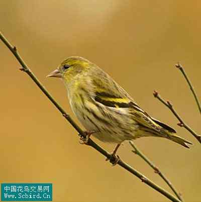 雀形目鸟类图谱大全：388张图！