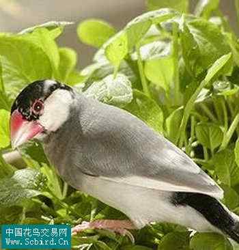 雀形目鸟类图谱大全：388张图！