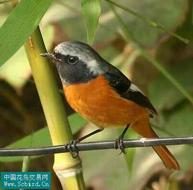 雀形目鸟类图谱大全：388张图！