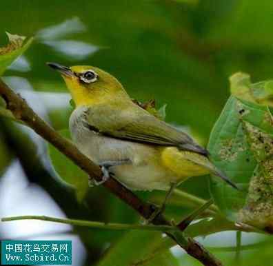 雀形目鸟类图谱大全：388张图！