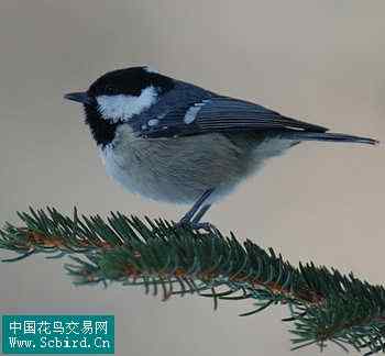 雀形目鸟类图谱大全：388张图！