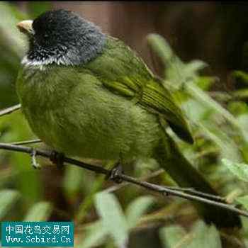 雀形目鸟类图谱大全：388张图！