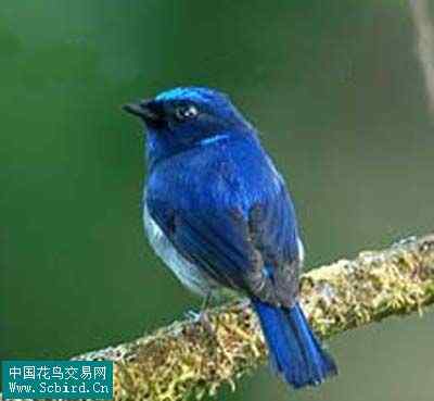 雀形目鸟类图谱大全：388张图！