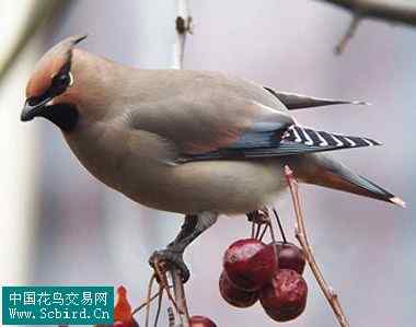 雀形目鸟类图谱大全：388张图！