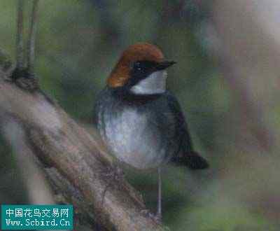 雀形目鸟类图谱大全：388张图！