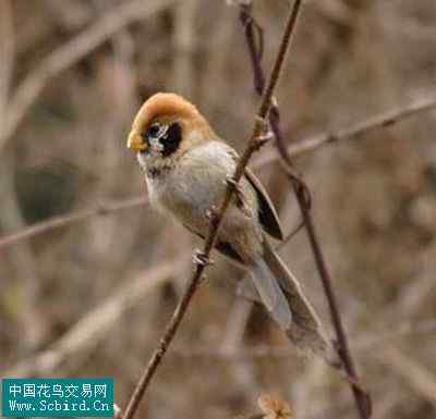 雀形目鸟类图谱大全：388张图！