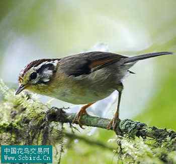 雀形目鸟类图谱大全：388张图！