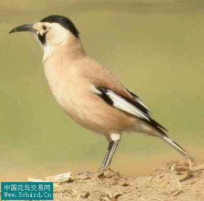 雀形目鸟类图谱大全：388张图！