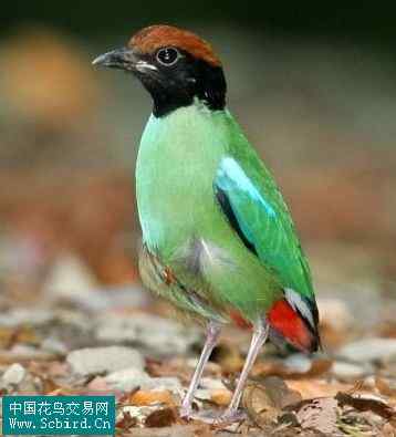 雀形目鸟类图谱大全：388张图！