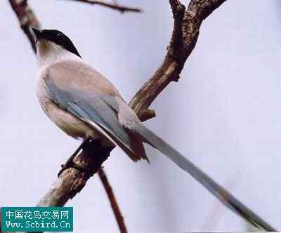 雀形目鸟类图谱大全：388张图！