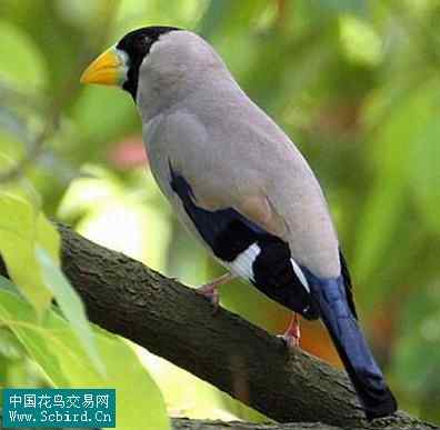 雀形目鸟类图谱大全：388张图！