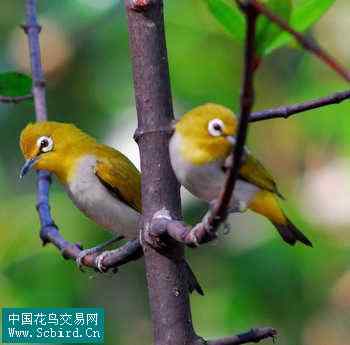 雀形目鸟类图谱大全：388张图！