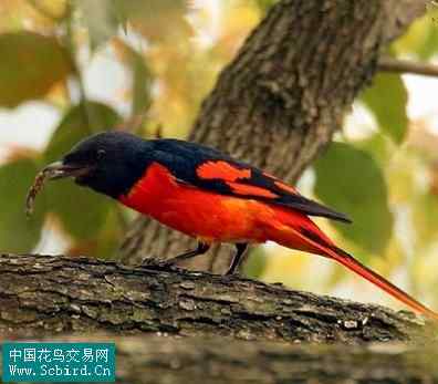 雀形目鸟类图谱大全：388张图！