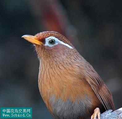 雀形目鸟类图谱大全：388张图！