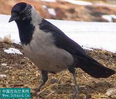 雀形目鸟类图谱大全：388张图！