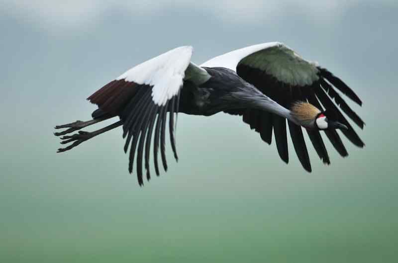 飞行的非洲鹳鹤