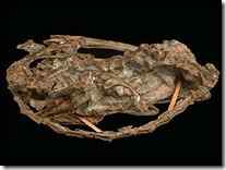 寐龙　睡姿像鸟的恐龙