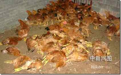 猫头鹰活活吓死百只鸡