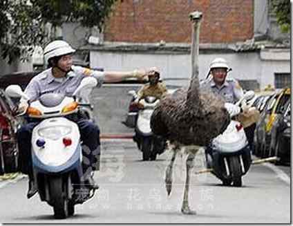 鸵鸟和鳄鱼溜出动物园逛大街