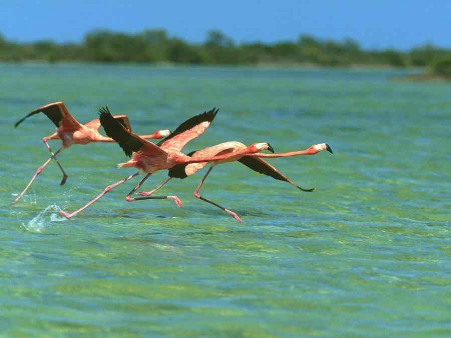 火烈鸟水上漂