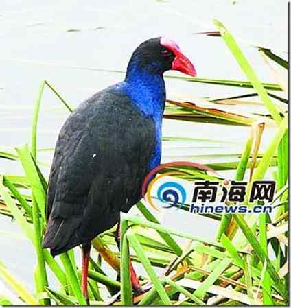 世界最美水鸟——紫水鸡