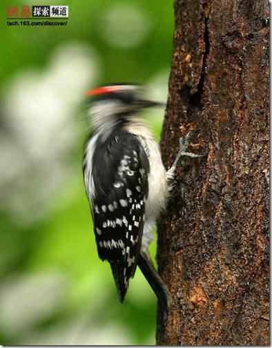 啄木鸟为什么不会脑震荡