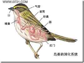 简介鸟类的消化系统