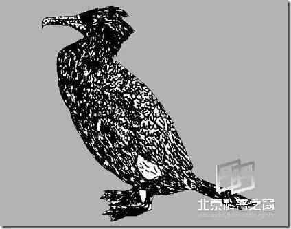 最近灭绝的鸟类