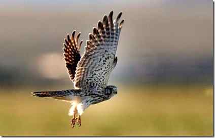 王子犯法,与庶民同罪