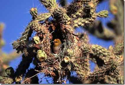 看看攀雀的远亲什么模样