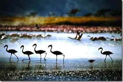 观鸟胜地：土耳其库什湖