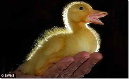 鸭蛋高空掉落 竟成功孵化