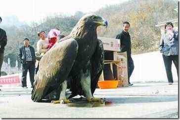 金庸笔下的神雕