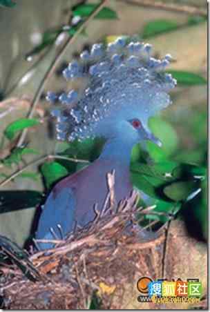 世界上最大的鸽子  维多利亚凤冠鸠