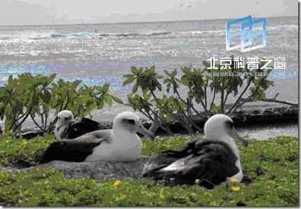 最近灭绝的鸟类