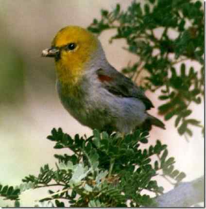 看看攀雀的远亲什么模样