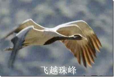 飞跃珠穆朗玛峰的鸟：蓑雨鹤