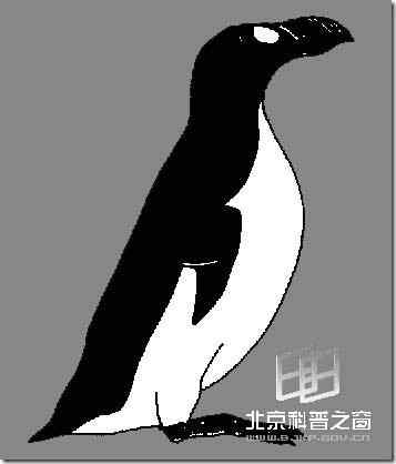 最近灭绝的鸟类