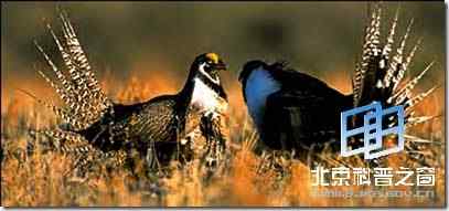 最近灭绝的鸟类