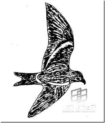 最近灭绝的鸟类