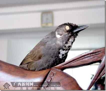 中国鸟类新种：弄岗穗鹛