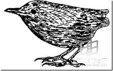 最近灭绝的鸟类