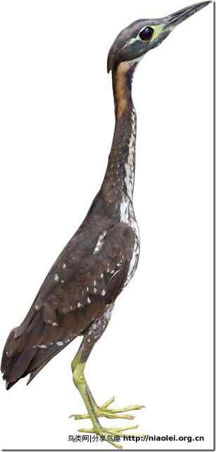 海南鳽：最后的100只