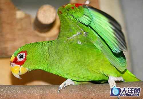濒危的小型亚马逊鹦鹉