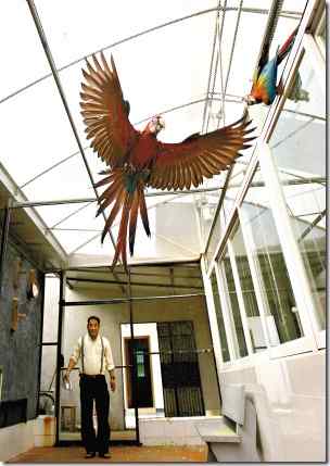 濒危的绿翅金刚鹦鹉